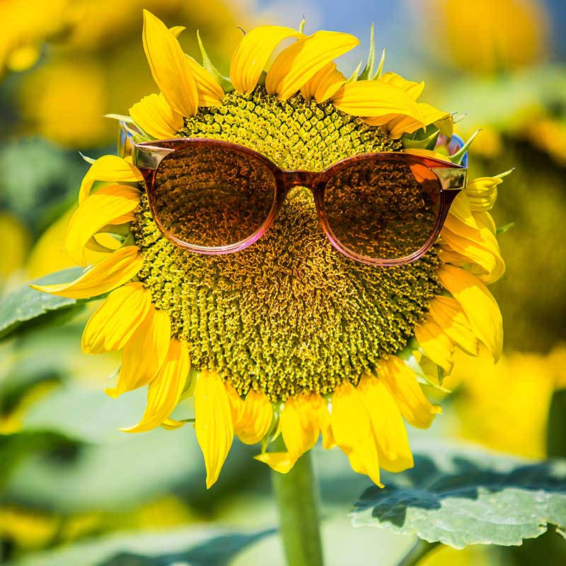 Sonnenblume mit rosa Brille - Beraterin Christina Zehetner Seminare mit Pepp und Sonnenblumentaktik